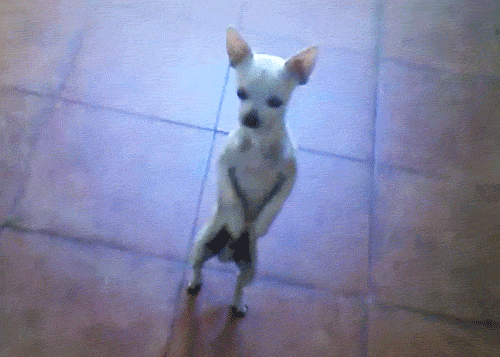 Dancing Chihuahua